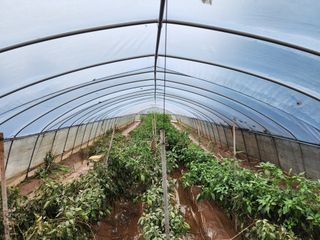 Peterfan님의 고추 · 일상 작성글 사진