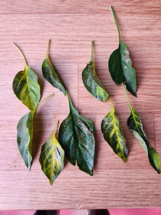 김진님의 고추 · 병해충상담 작성글 사진