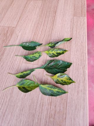 김진님의 고추 · 병해충상담 작성글 사진