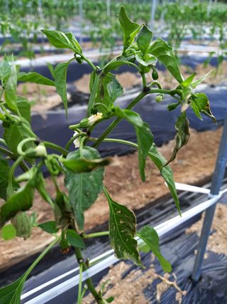 omany님의 고추 · 병해충상담 작성글 사진