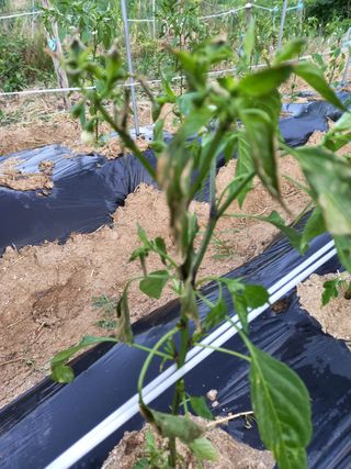 omany님의 고추 · 병해충상담 작성글 사진