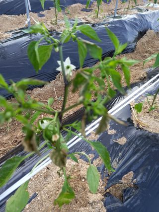 omany님의 고추 · 병해충상담 작성글 사진