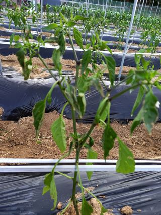 omany님의 고추 · 병해충상담 작성글 사진