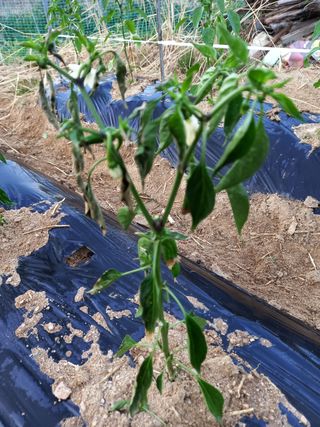 omany님의 고추 · 병해충상담 작성글 사진