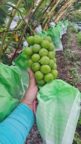 팜모닝 포도·자유게시판 게시글 이미지