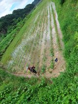 팜모닝 콩·영농일지 게시글 이미지