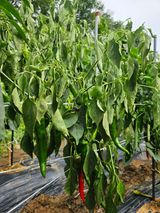 팜모닝 고추·병해충상담 게시글 이미지