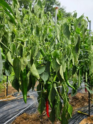 김진영님의 고추 · 병해충상담 작성글 사진