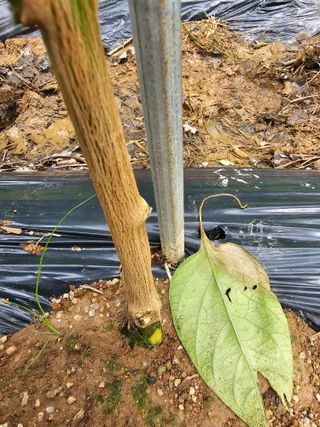 김진영님의 고추 · 병해충상담 작성글 사진