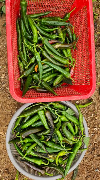 김진영님의 고추 · 병해충상담 작성글 사진