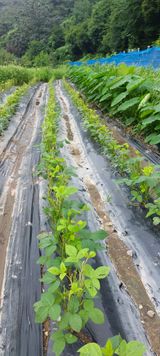 팜모닝 콩·자유게시판 게시글 이미지