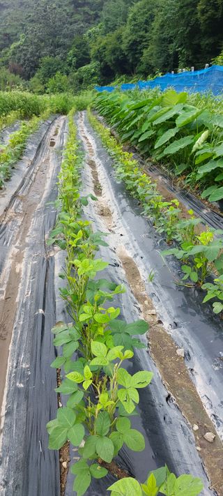 그린님의 콩 · 자유게시판 작성글 사진