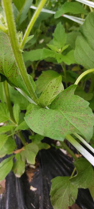 그린님의 참깨 · 병해충상담 작성글 사진