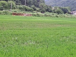 이종포님의 벼 · 자유게시판 작성글 사진