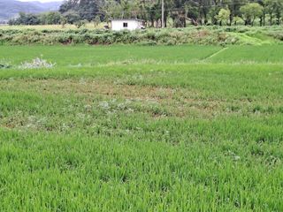 이종포님의 벼 · 자유게시판 작성글 사진