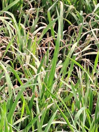 이종포님의 벼 · 자유게시판 작성글 사진