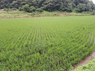 이종포님의 벼 · 자유게시판 작성글 사진