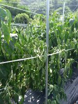 팜모닝 고추·병해충상담 게시글 이미지