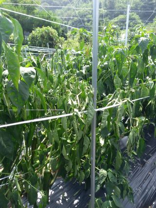 전원생활의여유님의 고추 · 병해충상담 작성글 사진