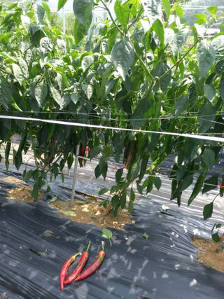 전원생활의여유님의 고추 · 병해충상담 작성글 사진