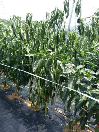 전원생활의여유님의 고추 · 병해충상담 작성글 사진