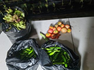 김희*님의 토마토 · 수확 작성글 사진