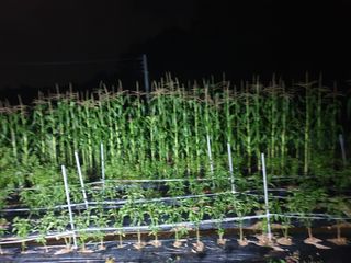 김희*님의 토마토 · 수확 작성글 사진