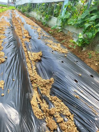 오창의힘님의 감자 · 자유게시판 작성글 사진