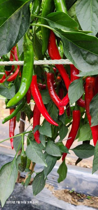 약목골님의 고추 · 수확 작성글 사진