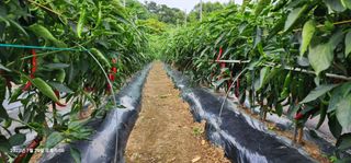 약목골님의 고추 · 수확 작성글 사진