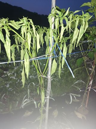 김명중님의 고추 · 병해충상담 작성글 사진