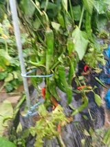 팜모닝 수해 농가 응원 같이해요·참여 게시글 이미지