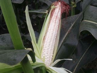 전봉우(채미농원)님의 옥수수 · 영농일지 작성글 사진