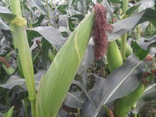 전봉우(채미농원)님의 자유주제 · 자유게시판 작성글 사진