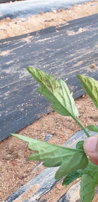 조가든님의 토마토 · 병해충상담 작성글 사진