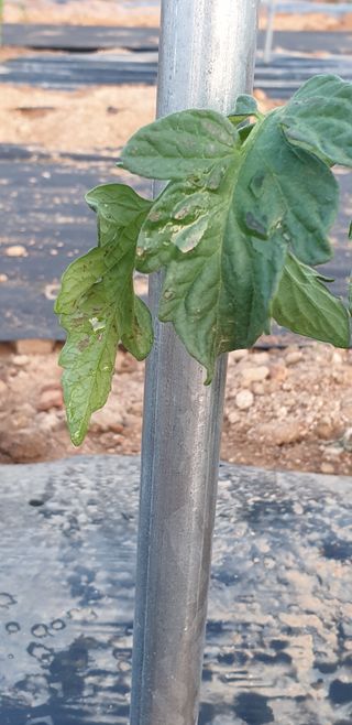 조가든님의 토마토 · 병해충상담 작성글 사진