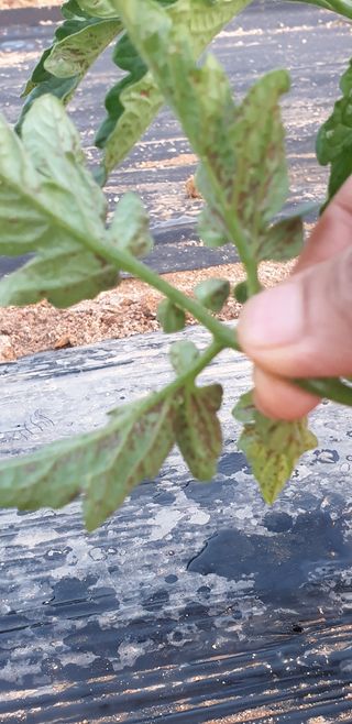 조가든님의 토마토 · 병해충상담 작성글 사진