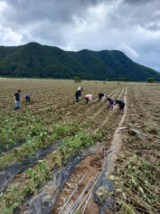 이영수님의 참깨 · 자유게시판 작성글 사진