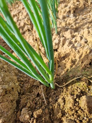 문혜농원님의 파 · 병해충상담 작성글 사진