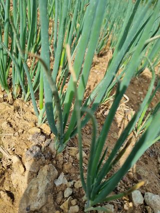 문혜농원님의 파 · 병해충상담 작성글 사진