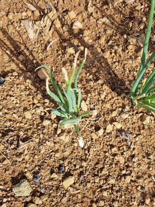 문혜농원님의 파 · 병해충상담 작성글 사진