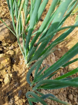 문혜농원님의 파 · 병해충상담 작성글 사진