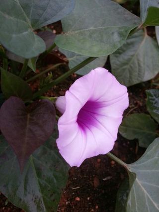 서산태안 초농문혜경님의 수해 농가 응원 같이해요 · 참여 작성글 사진