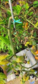 팜모닝 팜모닝 병해충 연구회·병해충상담 게시글 이미지