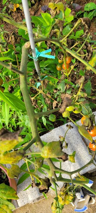 스테파노1님의 팜모닝 병해충 연구회 · 병해충상담 작성글 사진