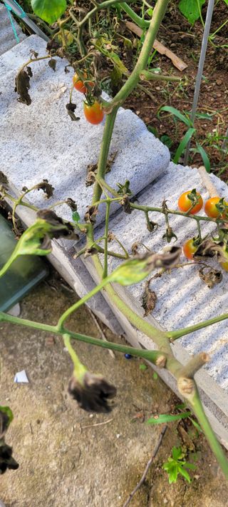 스테파노1님의 팜모닝 병해충 연구회 · 병해충상담 작성글 사진