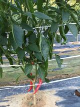 팜모닝 고추·일상 게시글 이미지