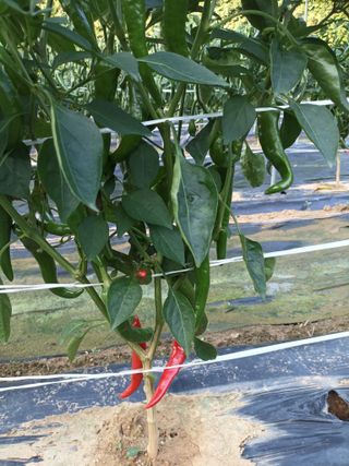 신현주님의 고추 · 일상 작성글 사진