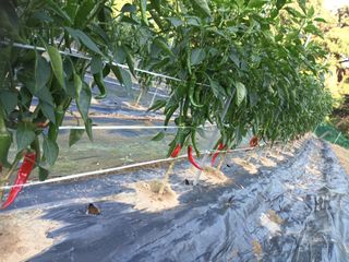 신현주님의 고추 · 일상 작성글 사진