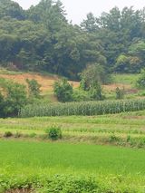 팜모닝 옥수수·영농일지 게시글 이미지